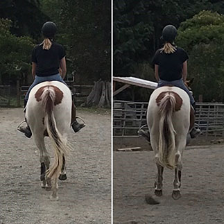Equestrian Rehab Photo